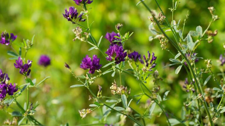 alfalfa as part of Traugel